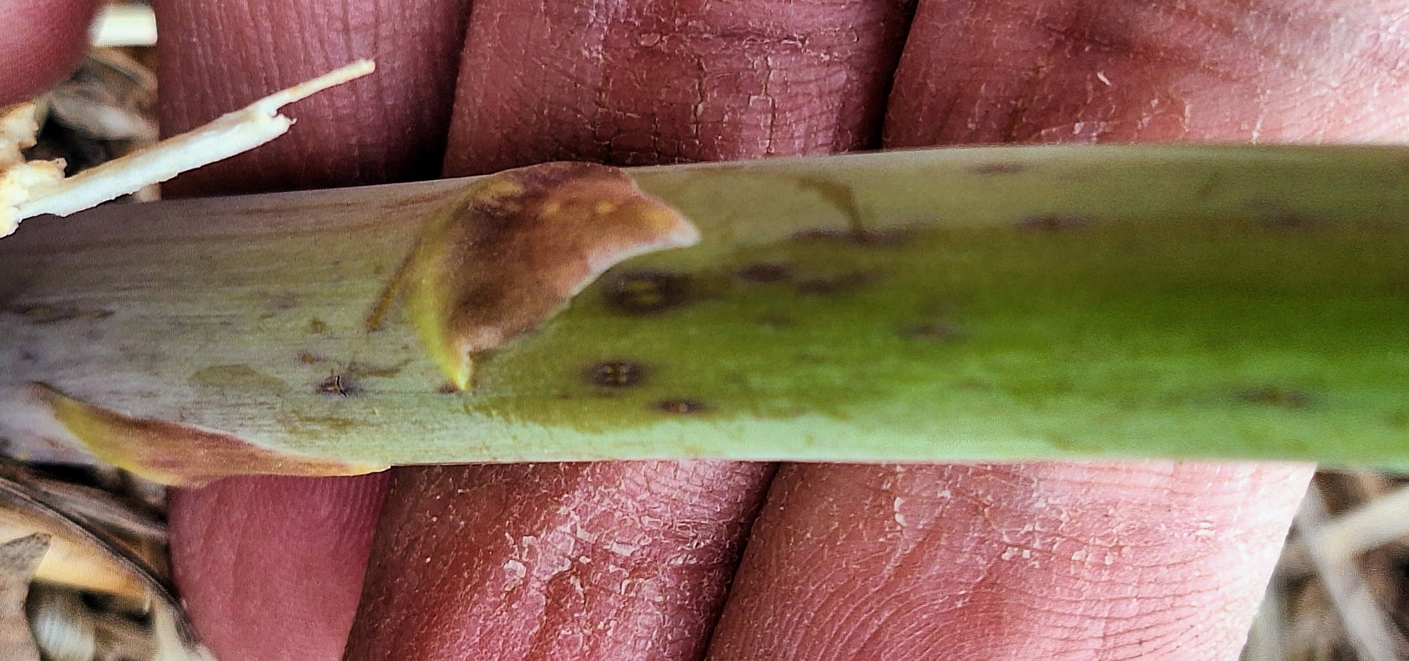 A purple spot lesion on an asparagus plant.